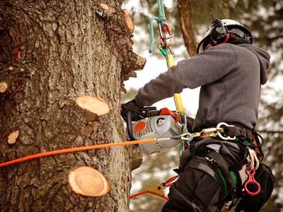 Why Hire an&nbsp;Arborist?
